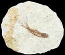 Knightia Fossil Fish - Wyoming #60822-1